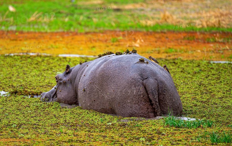 Hippopotamus (Hippopatamus amphibius), from behind, in a lake densely overgrown with aquatic plants, Okavango Delta, Moremi Game Reserve, Botswana