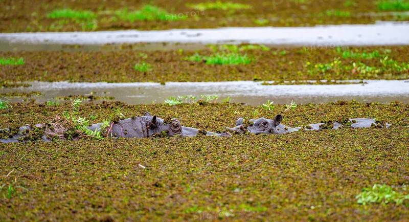 Two hippos (Hippopatamus amphibius), in a lake densely overgrown with aquatic plants, Okavango Delta, Moremi Game Reserve, Botswana