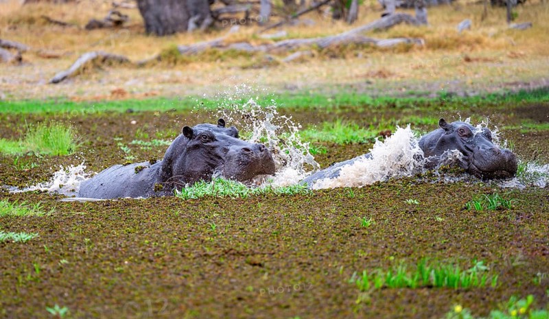 Two hippos (Hippopatamus amphibius), fighting, in a lake densely overgrown with aquatic plants, Okavango Delta, Moremi Game Reserve, Botswana