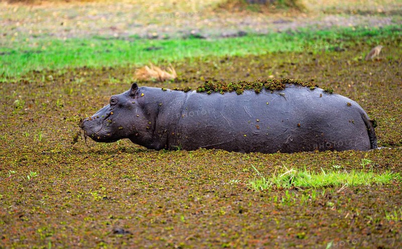 Hippopotamus (Hippopatamus amphibius), young animal in a lake densely overgrown with aquatic plants, Okavango Delta, Moremi Game Reserve, Botswana