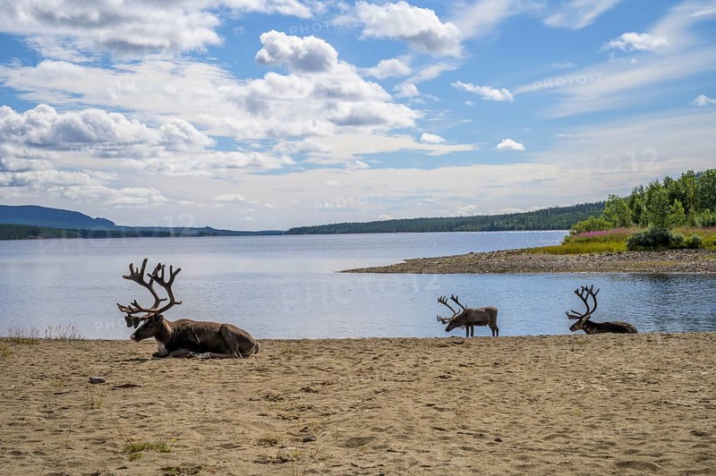 Panoramic view of reindeer (Rangifer tarandus) on the lakeshore with a small island and wide sky, Lofsdalen, Jämtlands län, Sweden