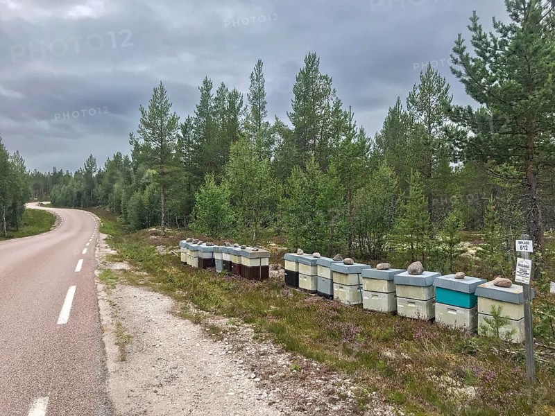 Rendalen, Innlandet, Norway, country road next to lined up beehives and thick forest under cloudy sky