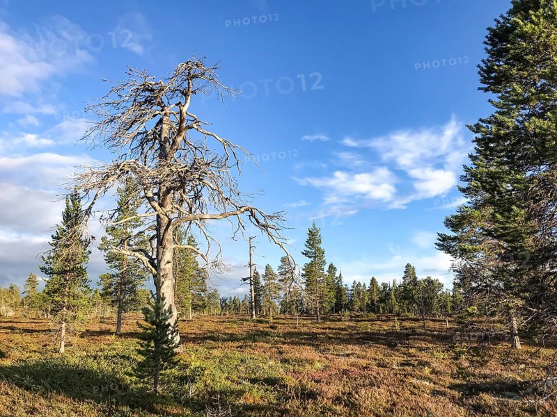 Idre, Dalarnas län, Sweden, A forested area under a blue sky, dominated by a dead pine tree (Pinus sylvestris) in the foreground