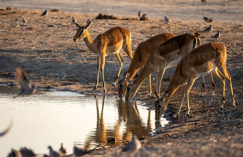 Impalas (Aepyceros melampus) drinking at a waterhole, in the evening light, Savuti, Chobe National Park, Botswana
