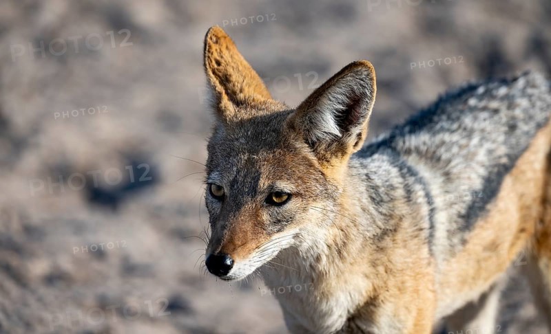 Black-backed jackal (Canis mesomelas), animal portrait, Savuti, Chobe National Park, Botswana