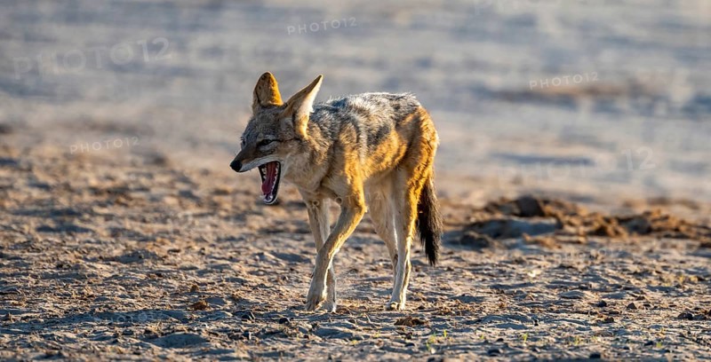 Black-backed jackal (Canis mesomelas), yawning, Savuti, Chobe National Park, Botswana