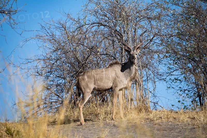 Greater kudu (Tragelaphus strepsiceros), adult male, alert, Savuti, Chobe National Park, Botswana