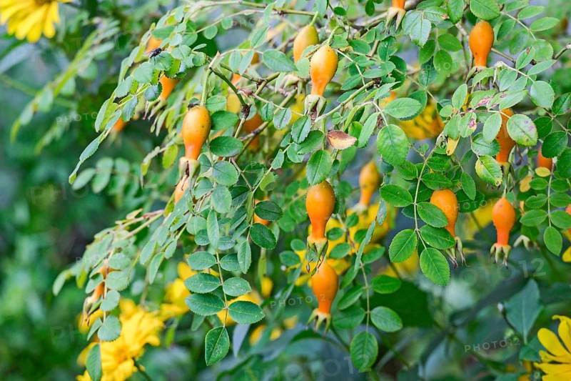 Rose hips among thick foliage, natural garden landscape, North Rhine-Westphalia, Germany