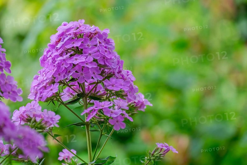 Flame flower (Phlox), North Rhine-Westphalia, Germany