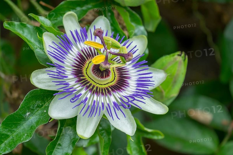 Blossom of the passion flower (Passiflora), North Rhine-Westphalia, Germany