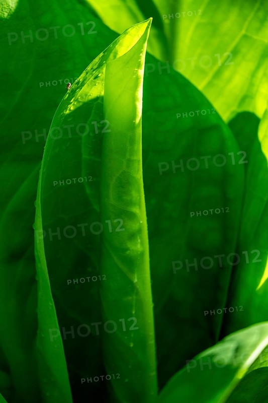 Rolled leaf of a hosta, the Netherlands