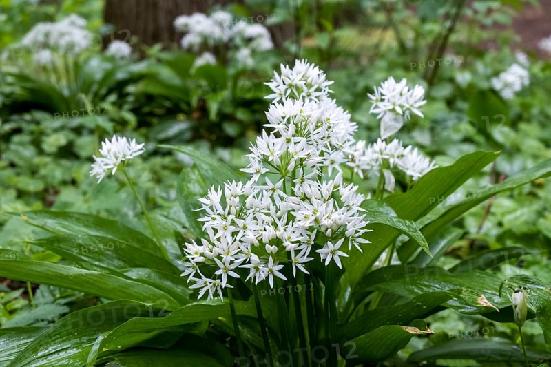 Wild garlic (Allium ursinum), Netherlands