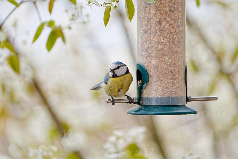 Blue tit (Cyanistes caeruleus) eating seeds from a feeder. seasonal bird feeding. Bad Salzschlirf, Hessen, Germany
