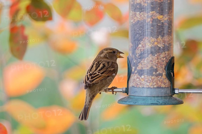 Sparrow eating seeds from a feeder. seasonal bird feeding. Bad Salzschlirf, Hessen, Germany
