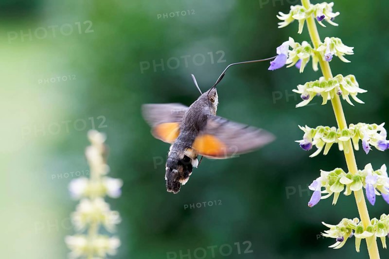 Hummingbird hawk-moth pollinates Coleus flowers