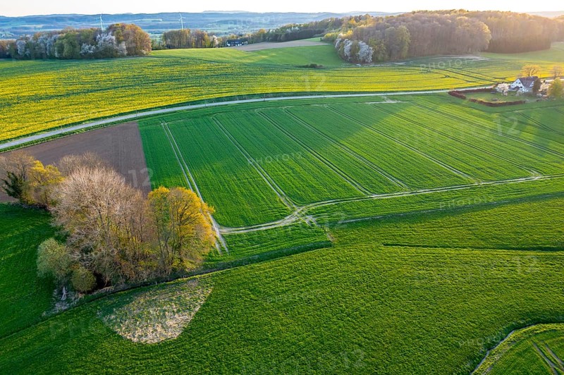 Evening landscape with extensive fields and a path illuminated by sunset. Curved aerial view in bright colors with rapeseed blossoms and trees with fresh green, Osnabrücker Land, Wiehen Mountains, Lower Saxony, Germany