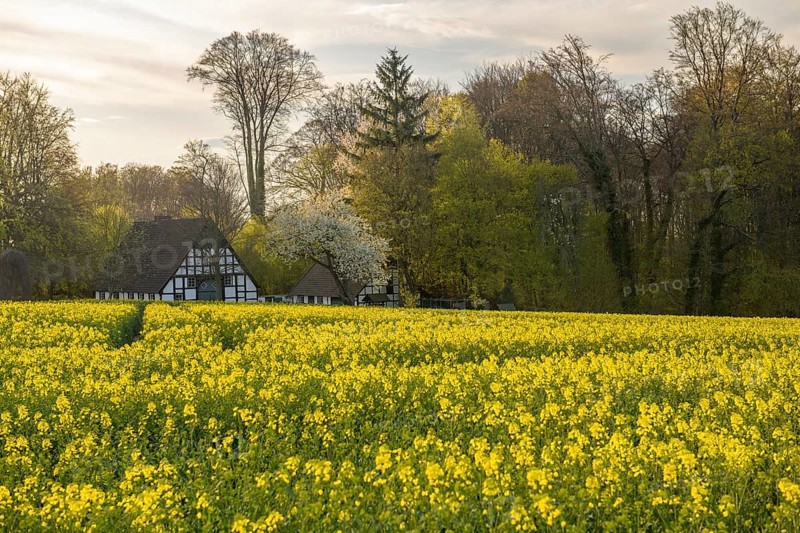 Lower Saxony farmhouse with black and white timbering surrounded by blooming rapeseed fields in an evening spring landscape, Osnabrücker Land, Wiehen Mountains, Lower Saxony, Germany