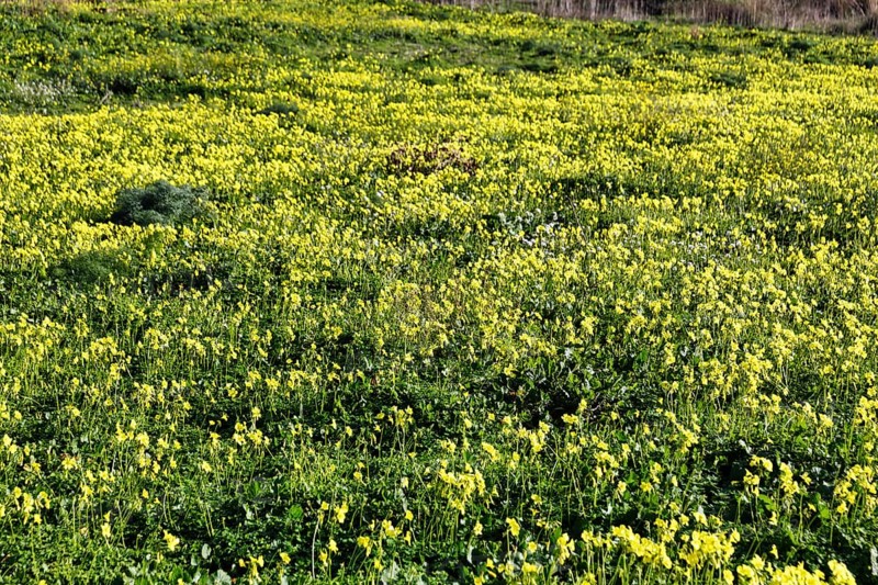 Carpet of flowers, yellow flower meadow in winter, Bermuda buttercup (Oxalis pes-caprae), Segesta, Calatafimi, Trapani province, north-west, Sicily, southern Italy, Italy