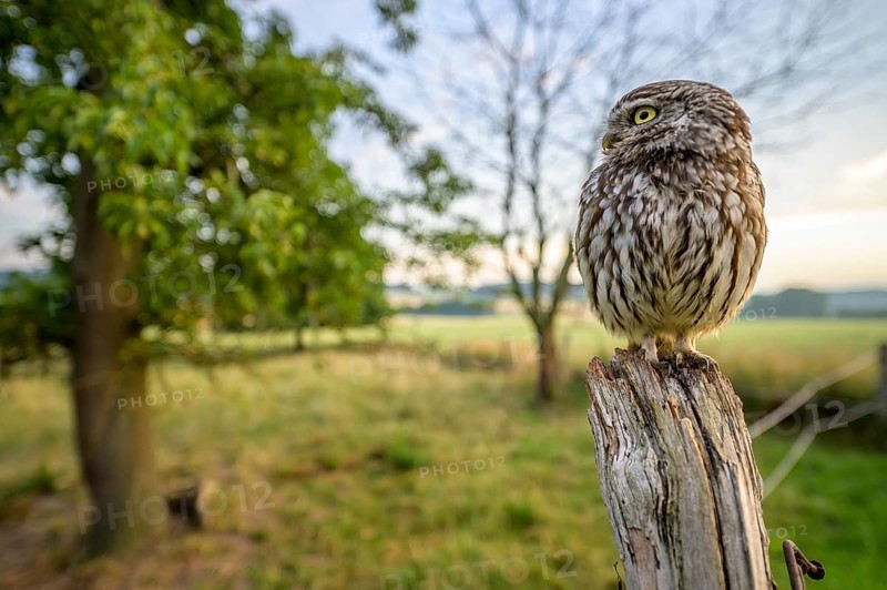 Little owl (Athene noctua) sitting on a post, surrounded by green landscape and tree on a meadow orchard, wide-angle shot, Teutoburg Forest, Lower Saxony, Germany