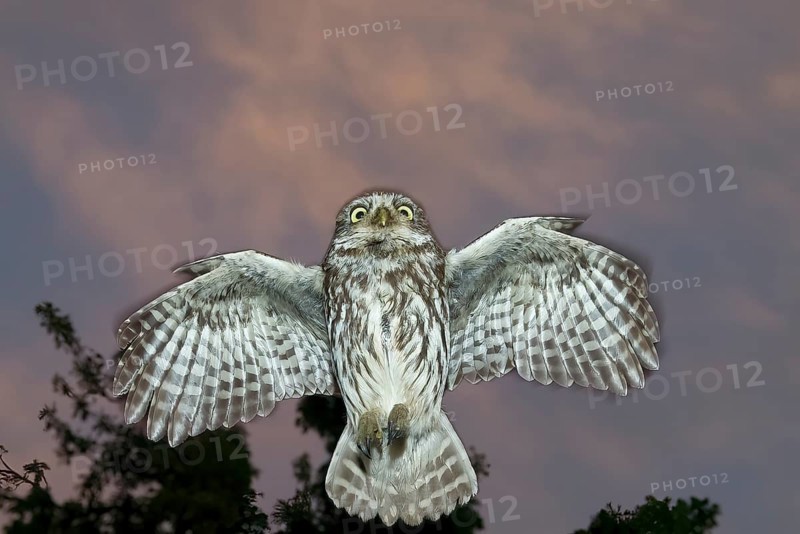 A little owl (Athene noctua) flies in the dark through the night in front of a tree in the sky, Teutoburg Forest, Lower Saxony, Germany