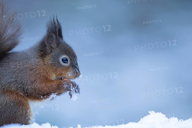 Red squirrel (Sciurus vulgaris) adult animal eating a nut in a snow covered woodland in winter, England, United Kingdom