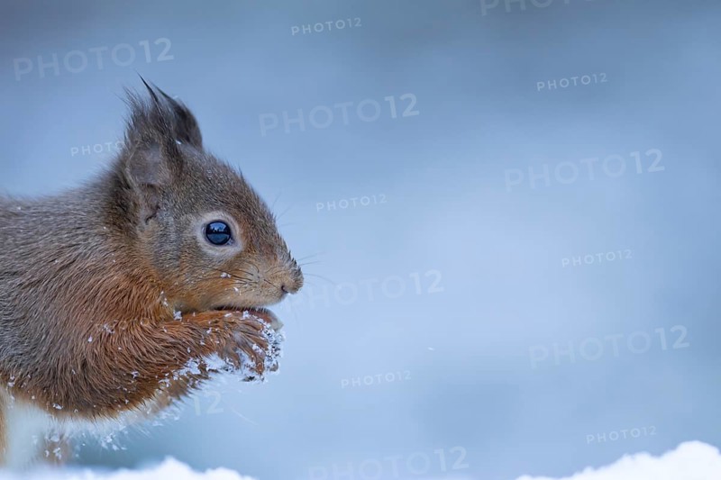 Red squirrel (Sciurus vulgaris) adult animal eating a hazel nut in a snow covered woodland in winter, England, United Kingdom