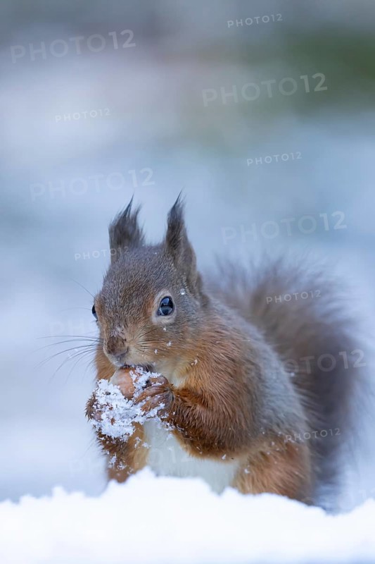 Red squirrel (Sciurus vulgaris) adult animal feeding on a hazel nut in a snow covered woodland in winter, England, United Kingdom