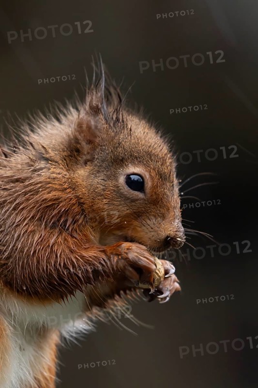 Red squirrel (Sciurus vulgaris) adult animal soaking wet eating a nut in a rain storm, England, United Kingdom