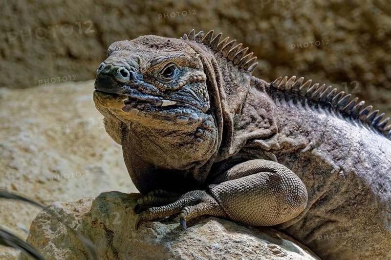 Animal portrait Jamaican iguana (Cyclura collei), reptile, pangolin, captive, occurrence Jamaica