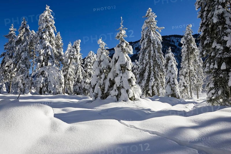 Winter landscape, snow-covered spruce trees (Pica abies), Bavarian Alps, Alpine foothills, Upper Bavaria, Germany