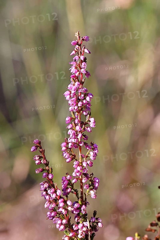 Flowering heather (Calluna vulgaris), heather, Trupacher Heide nature reserve, Siegen, North Rhine-Westphalia, Germany