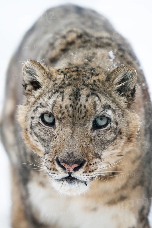 Snow leopard (Panthera uncia), portrait, frontal, zoo, captive