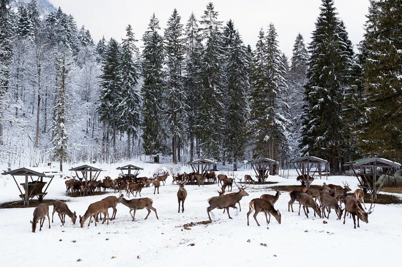 Red deer (Cervus elaphus) feeding on snow in winter, Upper Bavaria, Germany