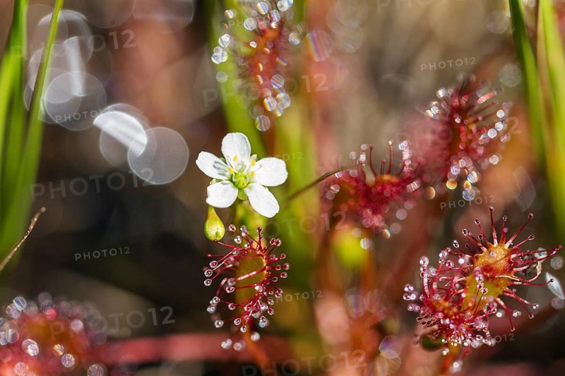 Oblong-leaved sundew (Drosera intermedia), flowers and leaves with adhesive glands, bog, raised bog, Upper Bavaria, Germany