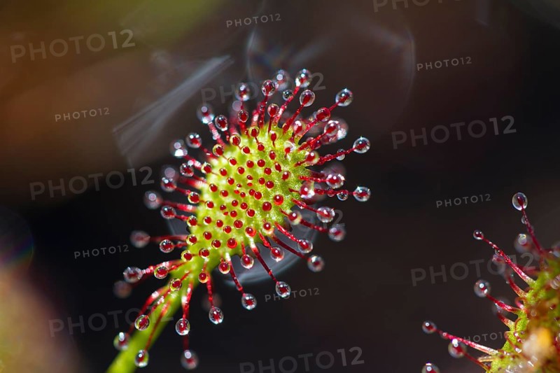 Oblong-leaved sundew (Drosera intermedia), leaves with adhesive glands, bog, raised bog, Upper Bavaria, Germany