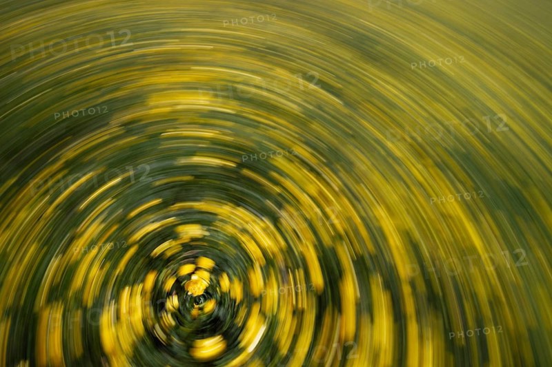 Ranunculus acris, flowering meadow abstract, movement, rotation, Upper Bavaria, Germany