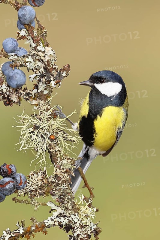 Great tit (Parus major), sitting on a branch in a blackthorn bush, (Prunus spinosa), sloes, with ripe fruit, autumn, wildlife, animals, tit family, songbird, birds, Wilnsdorf, North Rhine-Westphalia, Germany