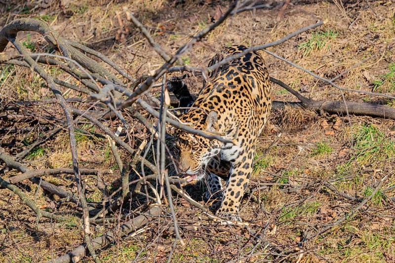 An adult jaguar (Panthera onca) runs across a dry meadow on a sunny day, with rotting trees lying on the ground in hilly terrain. Captive