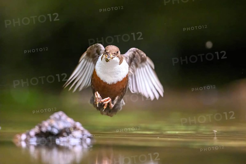 Flying dipper (Cinclus cinclus) over water with prey in its beak, Osnabrücker Land, Lower Saxony, Germany