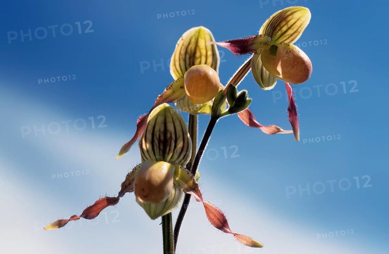 Frauenschuh orchid, Paphiopedilum philippinense, flower, three orchid flowers in yellow and brown tones against a deep blue sky with strong contrast