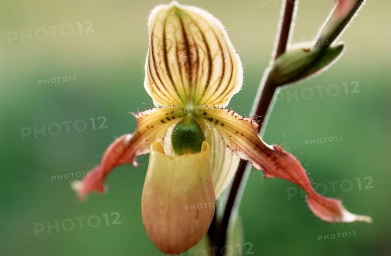 Lady's slipper orchid, Paphiopedilum philippinense, flower, detailed close-up of a single orchid flower with yellow and brown colors against a blurred background