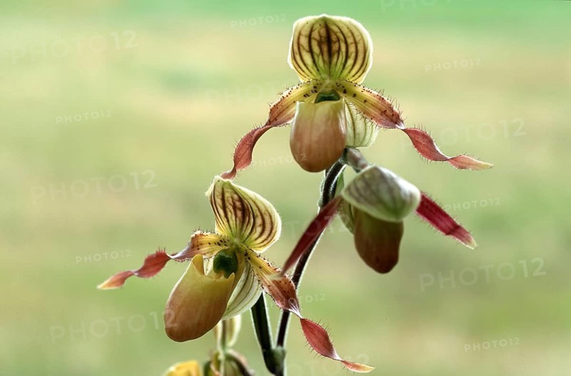 Lady's shoe orchid, Paphiopedilum philippinense, blossom, Two elegant orchid flowers with brown and yellow accents against a soft, pastel green background