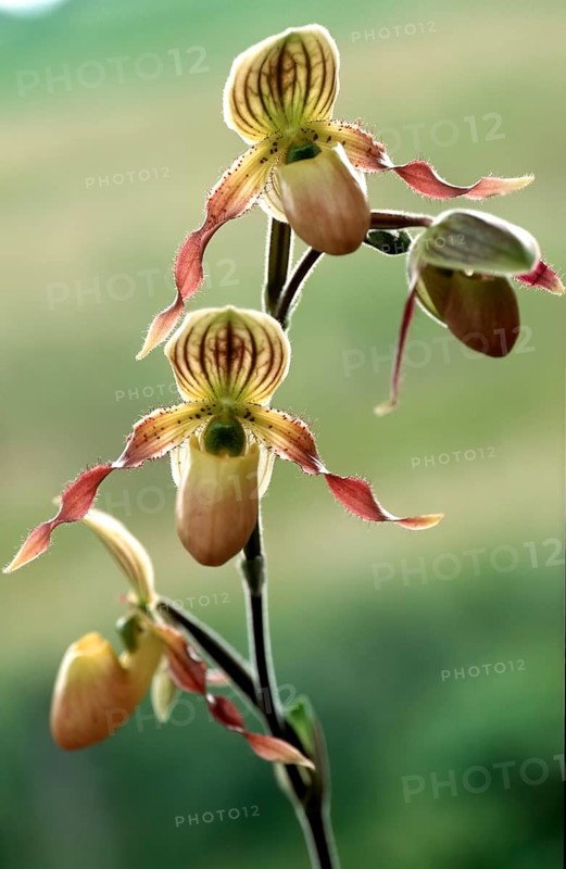 Lady's slipper orchid, Paphiopedilum philippinense, flower, close-up of an exotic orchid with delicate flowers against a blurred background