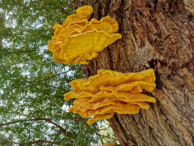 Sulphur porling, Laetiporus sulphureus, type of mushroom from the family of stalk porling relatives, parasite on a tree trunk, bright yellow tree mushrooms grow on a tree trunk in a natural forest environment