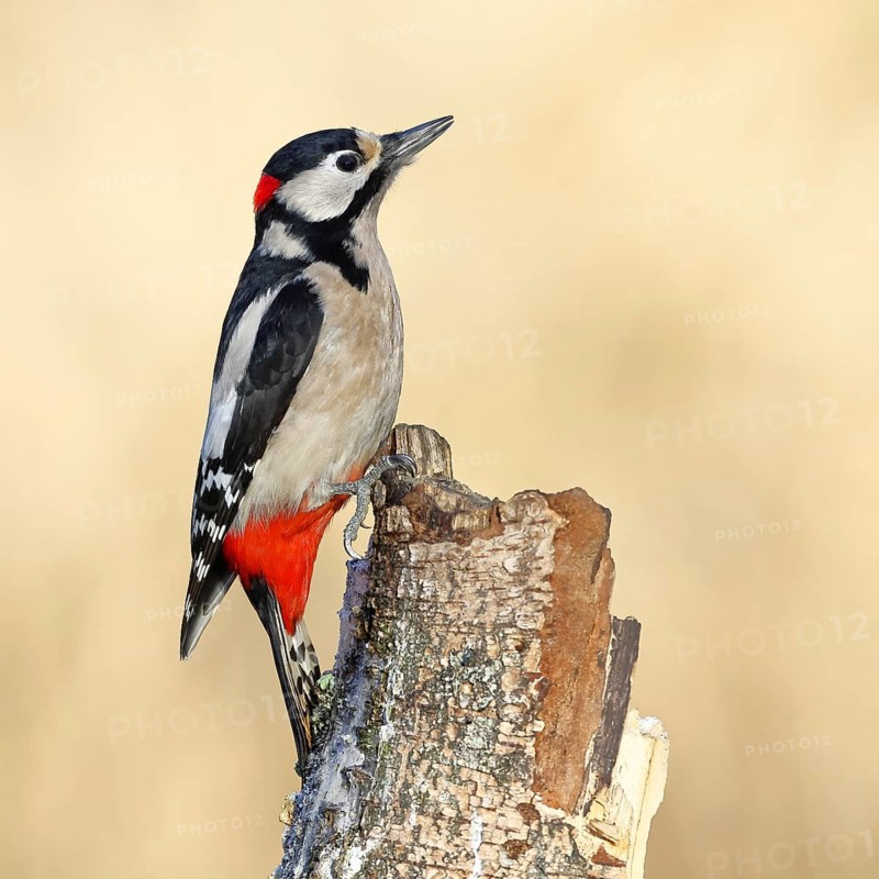 Great spotted woodpecker (Dendrocopus major), male, foraging on dead wood of a common birch (Betula pendula), wildlife, woodpeckers, nature photography, autumn, Wilnsdorf, North Rhine-Westphalia, Germany