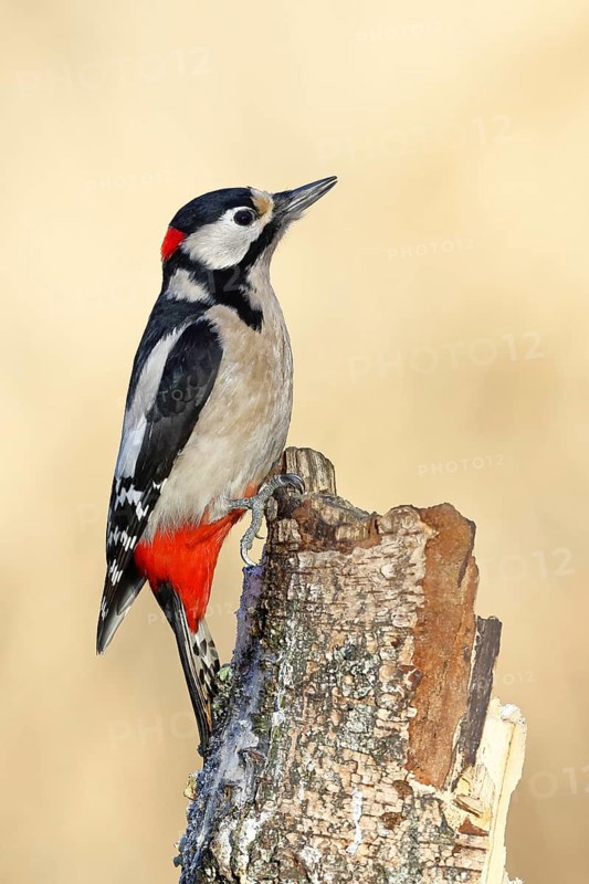 Great spotted woodpecker (Dendrocopus major), male, foraging on dead wood of a common birch (Betula pendula), wildlife, woodpeckers, nature photography, autumn, Wilnsdorf, North Rhine-Westphalia, Germany