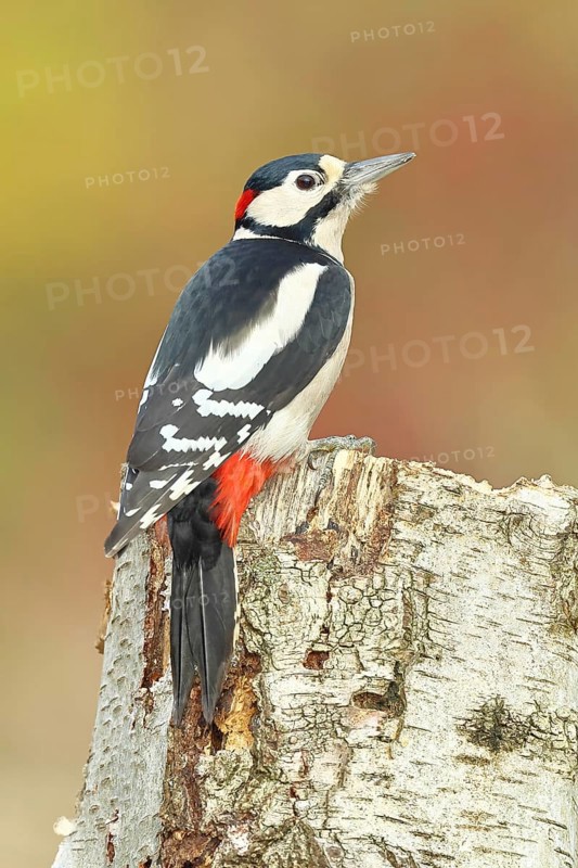 Great spotted woodpecker (Dendrocopus major), male, foraging on the trunk of a common birch (Betula pendula), wildlife, woodpeckers, nature photography, autumn, Wilnsdorf, North Rhine-Westphalia, Germany