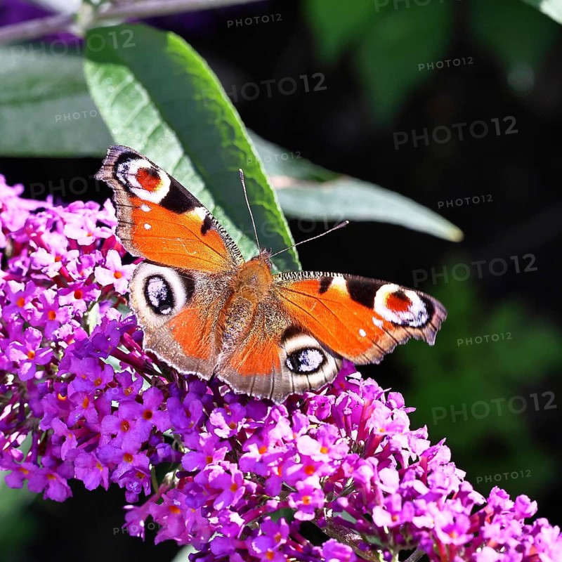Peacock butterfly (Inachis io) sucking nectar on butterfly bush (Buddleja davidii), in a natural environment in the wild, close-up, wildlife, insects, butterflies, butterflies, Wilnsdorf, North Rhine-Westphalia, Germany