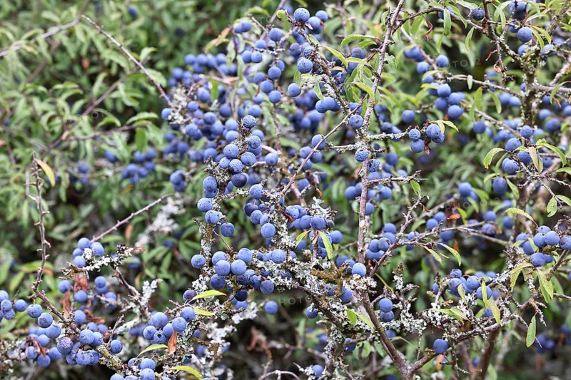 Blackthorn (Prunus spinosa), shrub with ripe fruit, autumn, Wilnsdorf, North Rhine-Westphalia, Germany