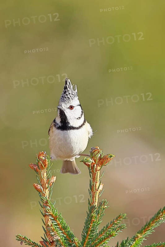 Crested Tit (Lophophanes scalloped ribbonfish), sitting on the top of a young spruce, European spruce (Picea abies), Wilnsdorf, North Rhine-Westphalia, Germany